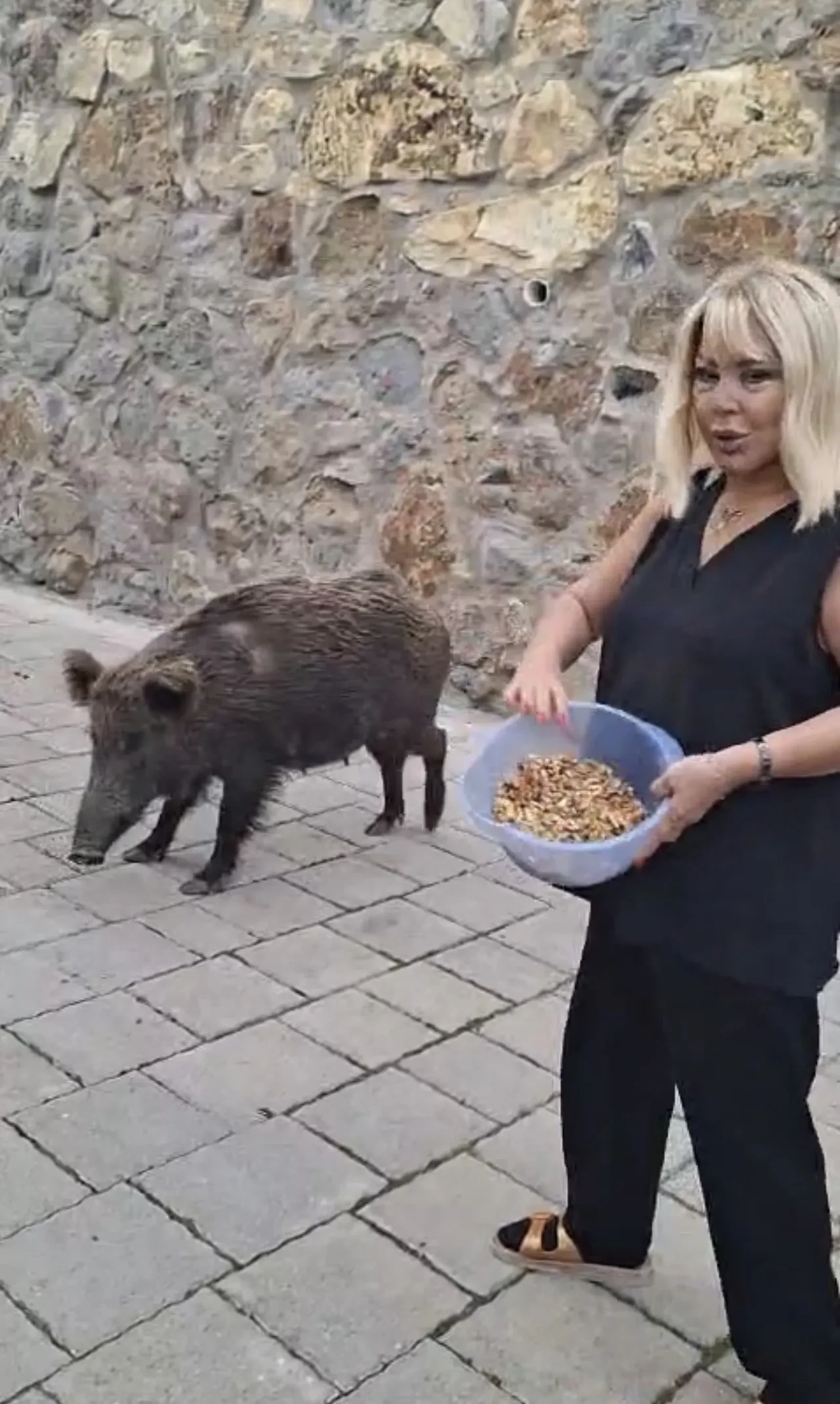 Safiye Soyman'ın kapısına gelen yaban domuzuyla ilginç anları! Paniği kameraya yansıdı