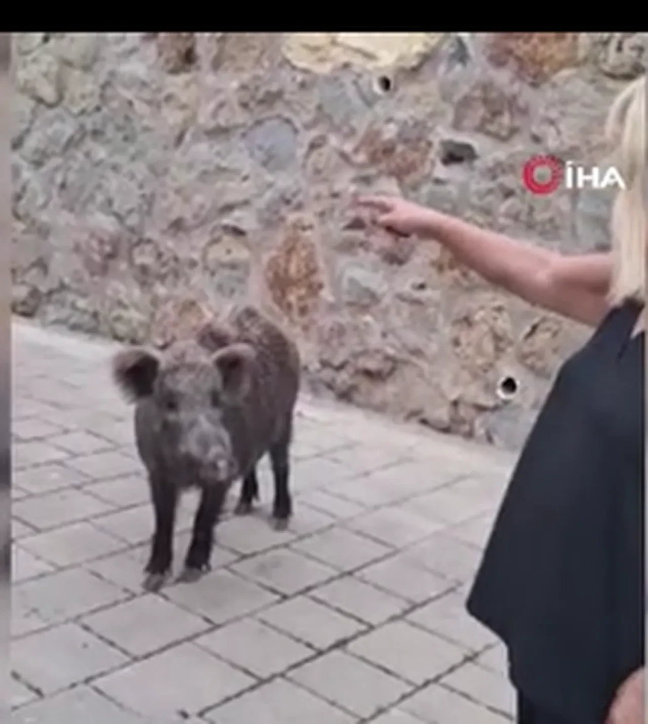 Safiye Soyman'ın kapısına gelen yaban domuzuyla ilginç anları! Paniği kameraya yansıdı