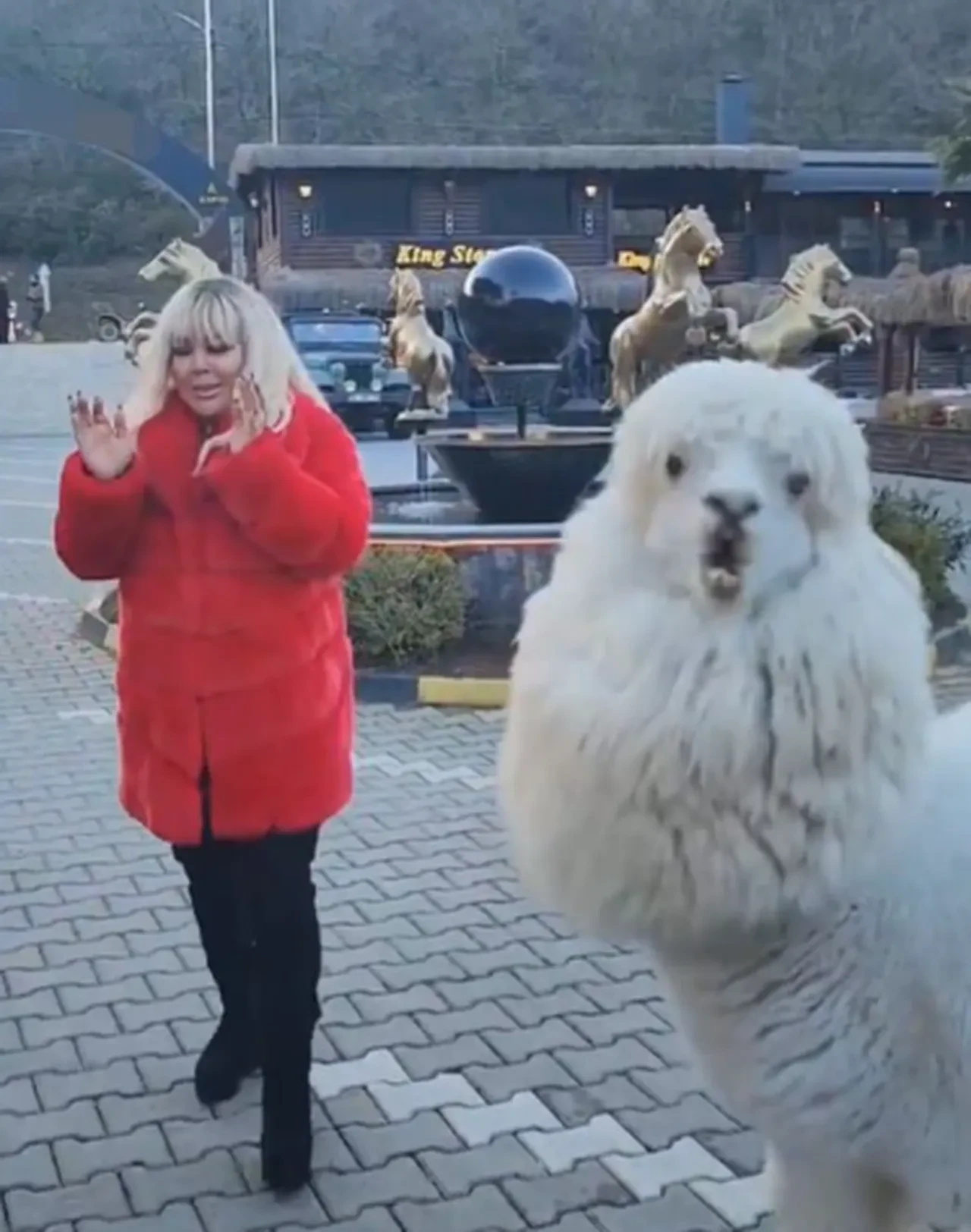 Safiye Soyman'ın kapısına gelen yaban domuzuyla ilginç anları! Paniği kameraya yansıdı