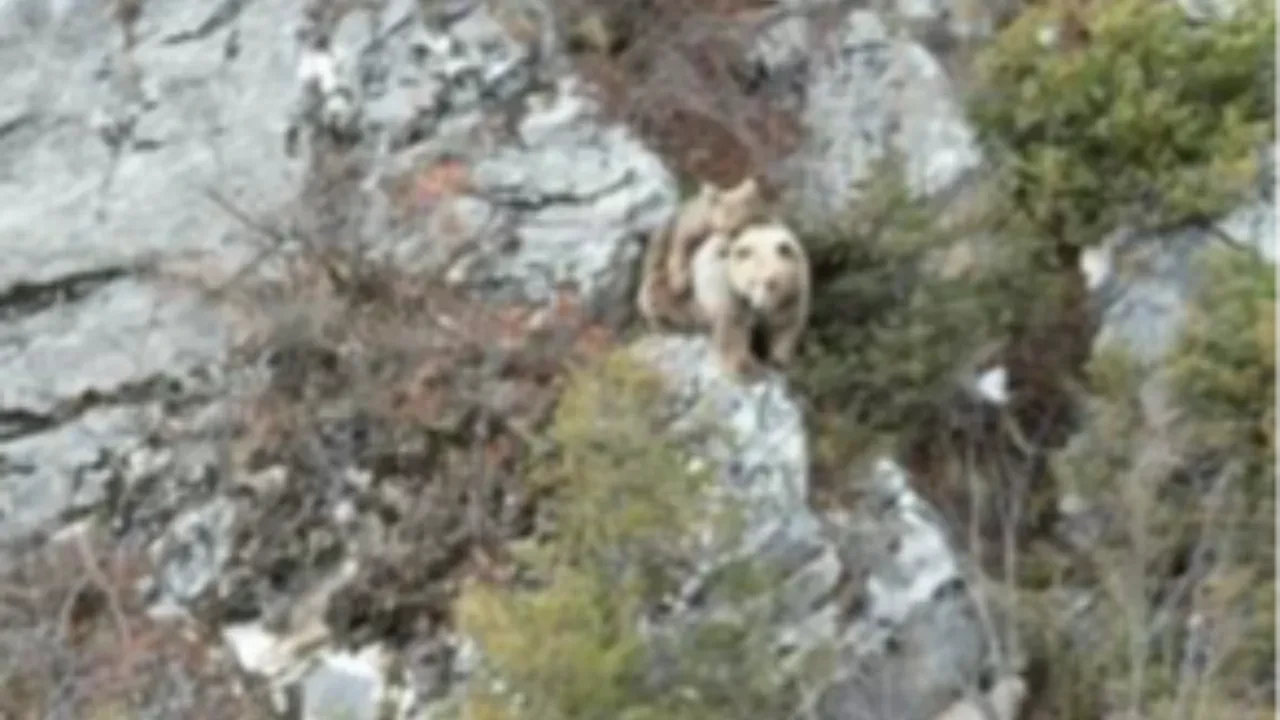 Yavrusunu sırtında gezdiren boz ayı kameralara yakalandı