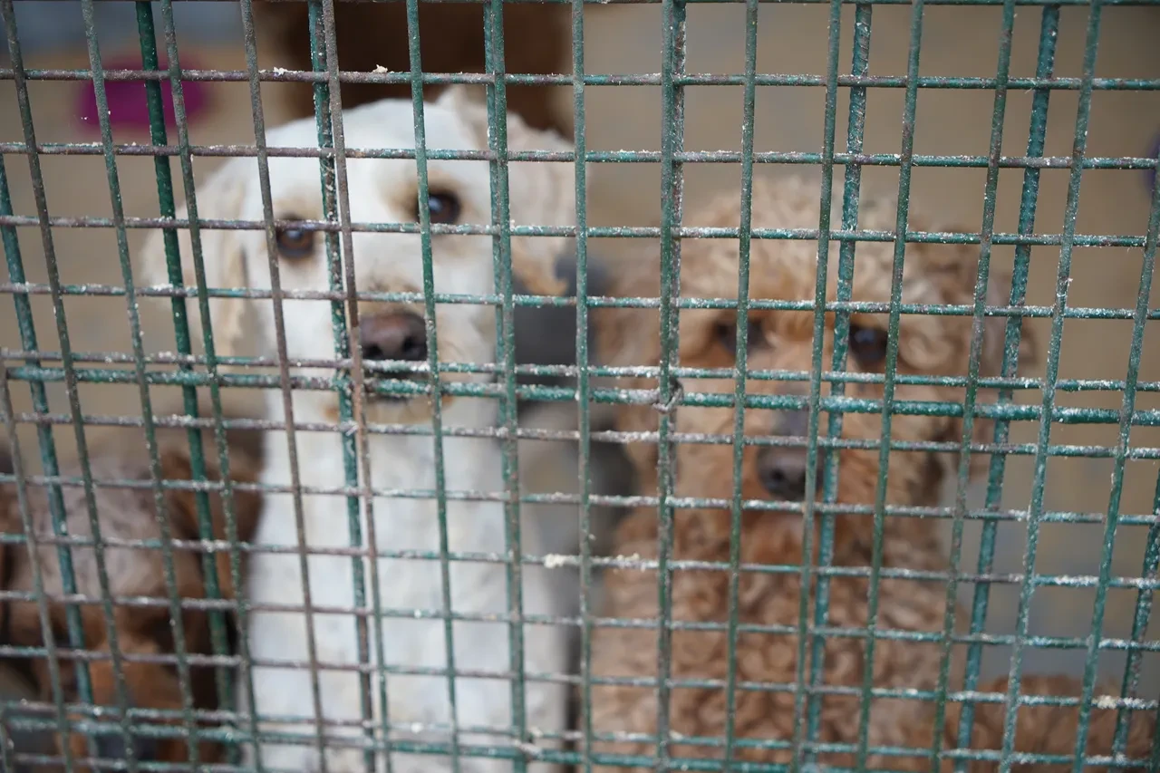 Cins köpekler belediye tarafından sahiplendirilecek: Edirne’de çiftlikte ele geçirildiler