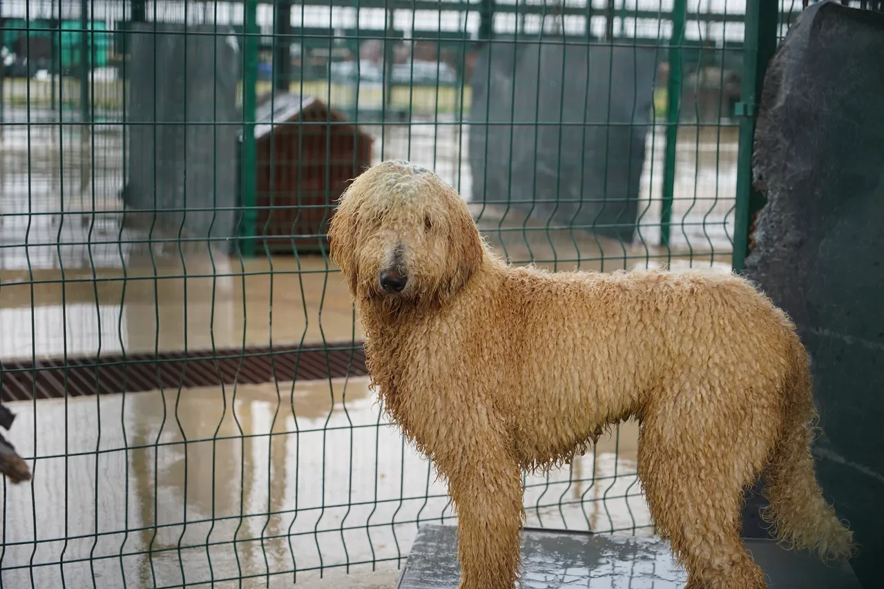 Cins köpekler belediye tarafından sahiplendirilecek: Edirne’de çiftlikte ele geçirildiler