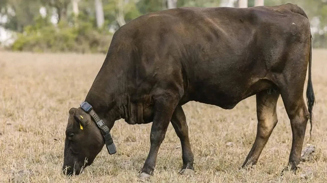 Çobanları üzecek buluş! İnekleri de yapay zeka güdecek