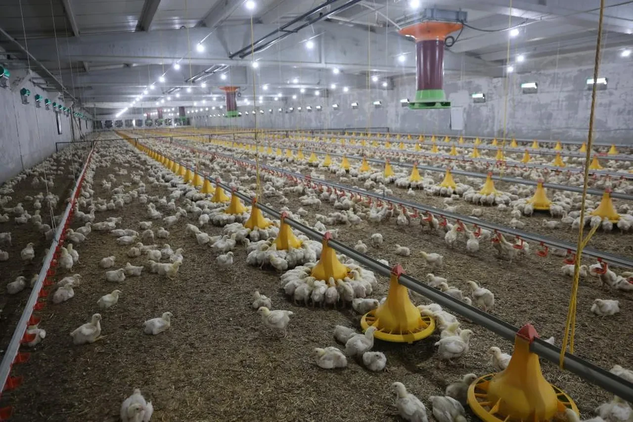 Devlet desteğiyle iki çiftlik kurdu, kendi işinin patronu oldu! Yıllık 360 ton üretim yapıyor