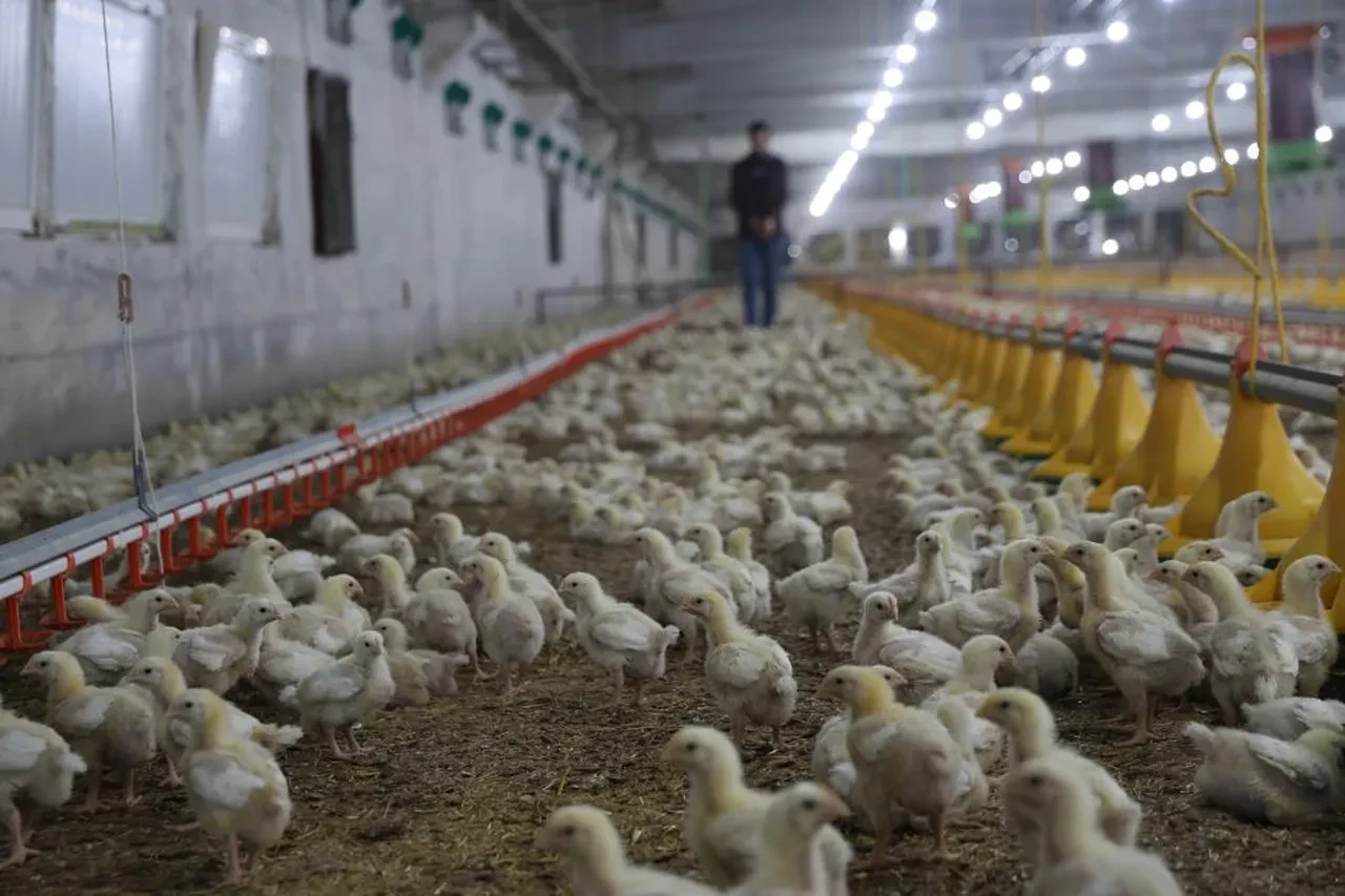 Devlet desteğiyle iki çiftlik kurdu, kendi işinin patronu oldu! Yıllık 360 ton üretim yapıyor