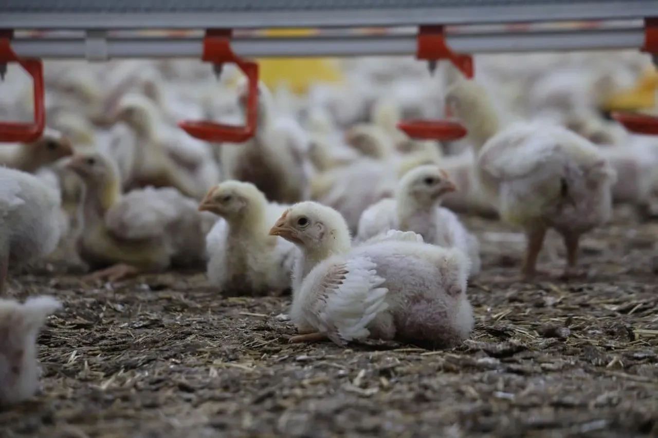 Devlet desteğiyle iki çiftlik kurdu, kendi işinin patronu oldu! Yıllık 360 ton üretim yapıyor