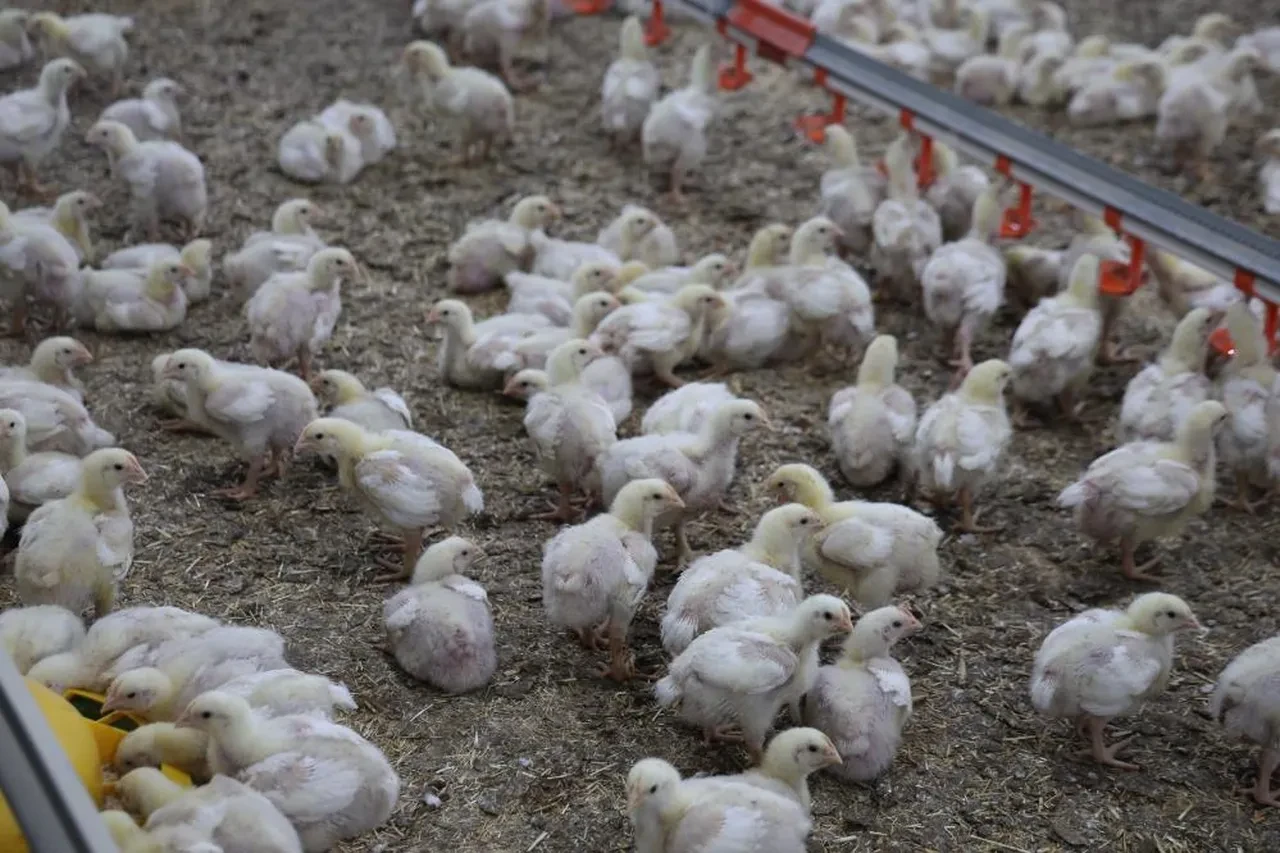 Devlet desteğiyle iki çiftlik kurdu, kendi işinin patronu oldu! Yıllık 360 ton üretim yapıyor