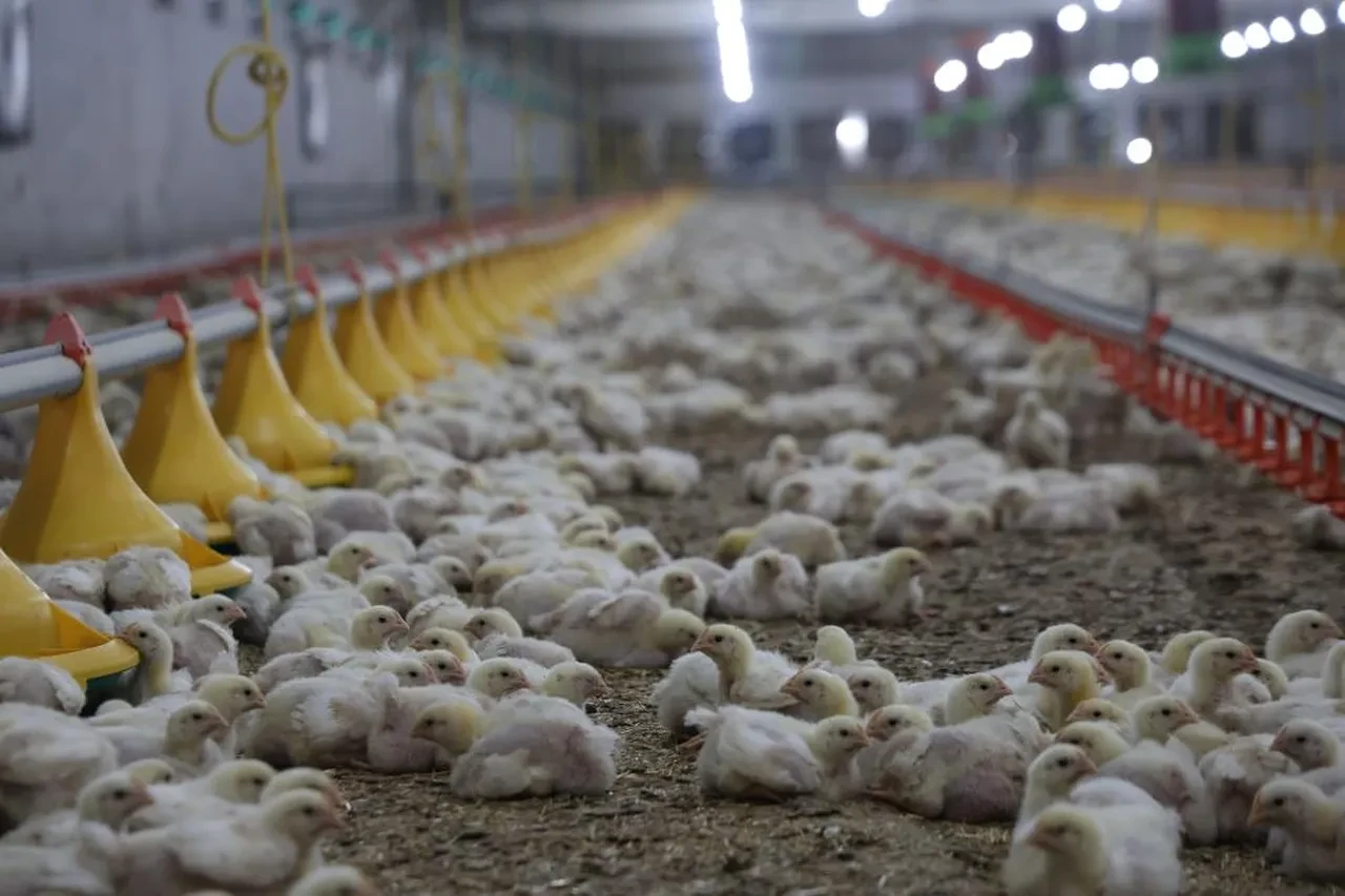 Devlet desteğiyle iki çiftlik kurdu, kendi işinin patronu oldu! Yıllık 360 ton üretim yapıyor