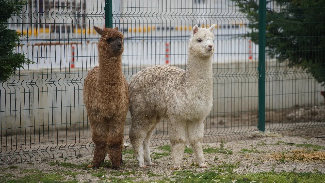 İpsala Sınır Kapısı’nın sevimli misafirleri: Kaçak yolla ülkeye sokmaya çalıştılar, aramada yakalandılar