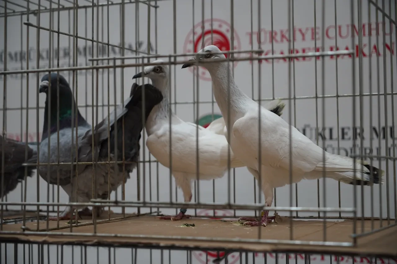 İpsala Sınır Kapısı’nın sevimli misafirleri: Kaçak yolla ülkeye sokmaya çalıştılar, aramada yakalandılar