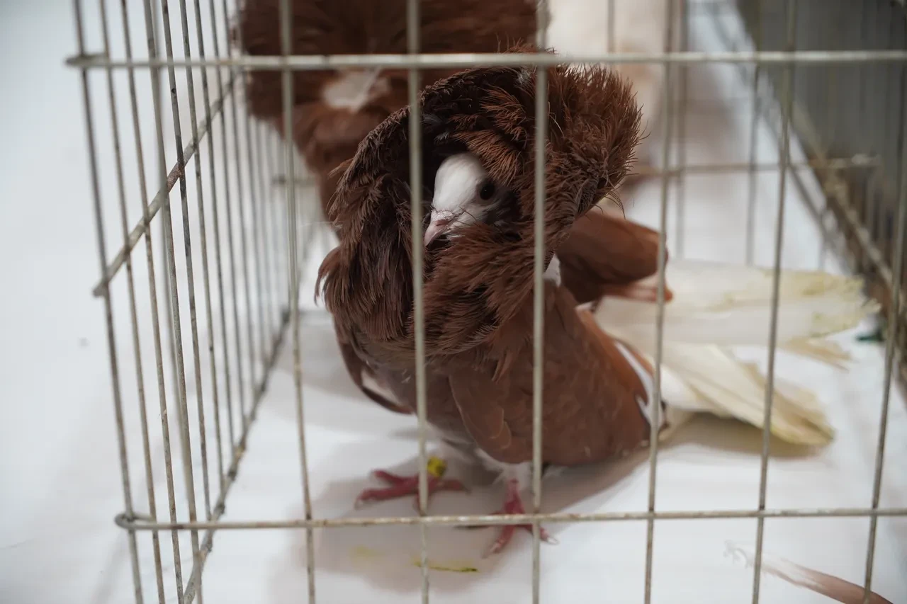 İpsala Sınır Kapısı’nın sevimli misafirleri: Kaçak yolla ülkeye sokmaya çalıştılar, aramada yakalandılar