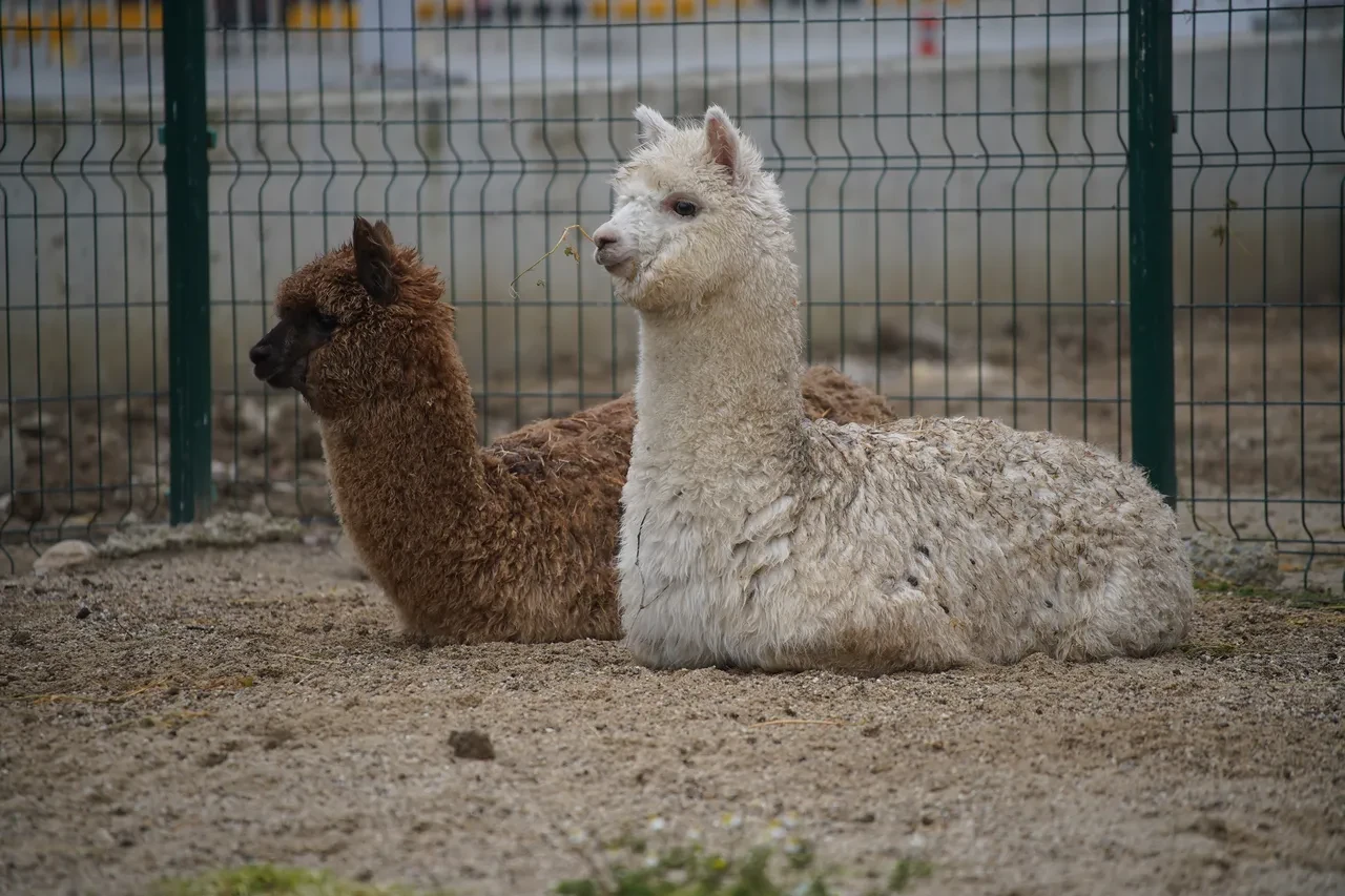 İpsala Sınır Kapısı’nın sevimli misafirleri: Kaçak yolla ülkeye sokmaya çalıştılar, aramada yakalandılar