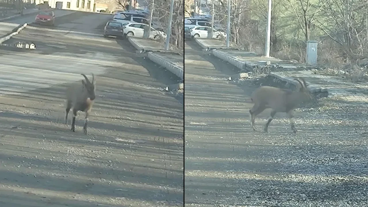 Apartmandan çıkan, dağ keçisini karşısında gördü! Vatandaşlar hayrete düştü