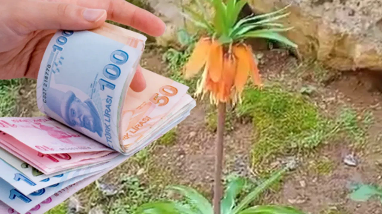 Görenleri mest eden çiçek koruma altında! Koparmanın cezası ikinci el araba fiyatını geçiyor