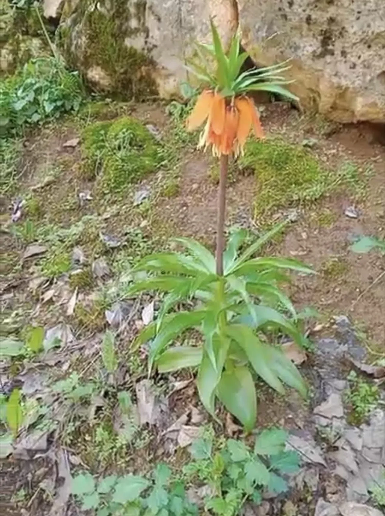 Görenleri mest eden çiçek koruma altında! Koparmanın cezası ikinci el araba fiyatını geçiyor