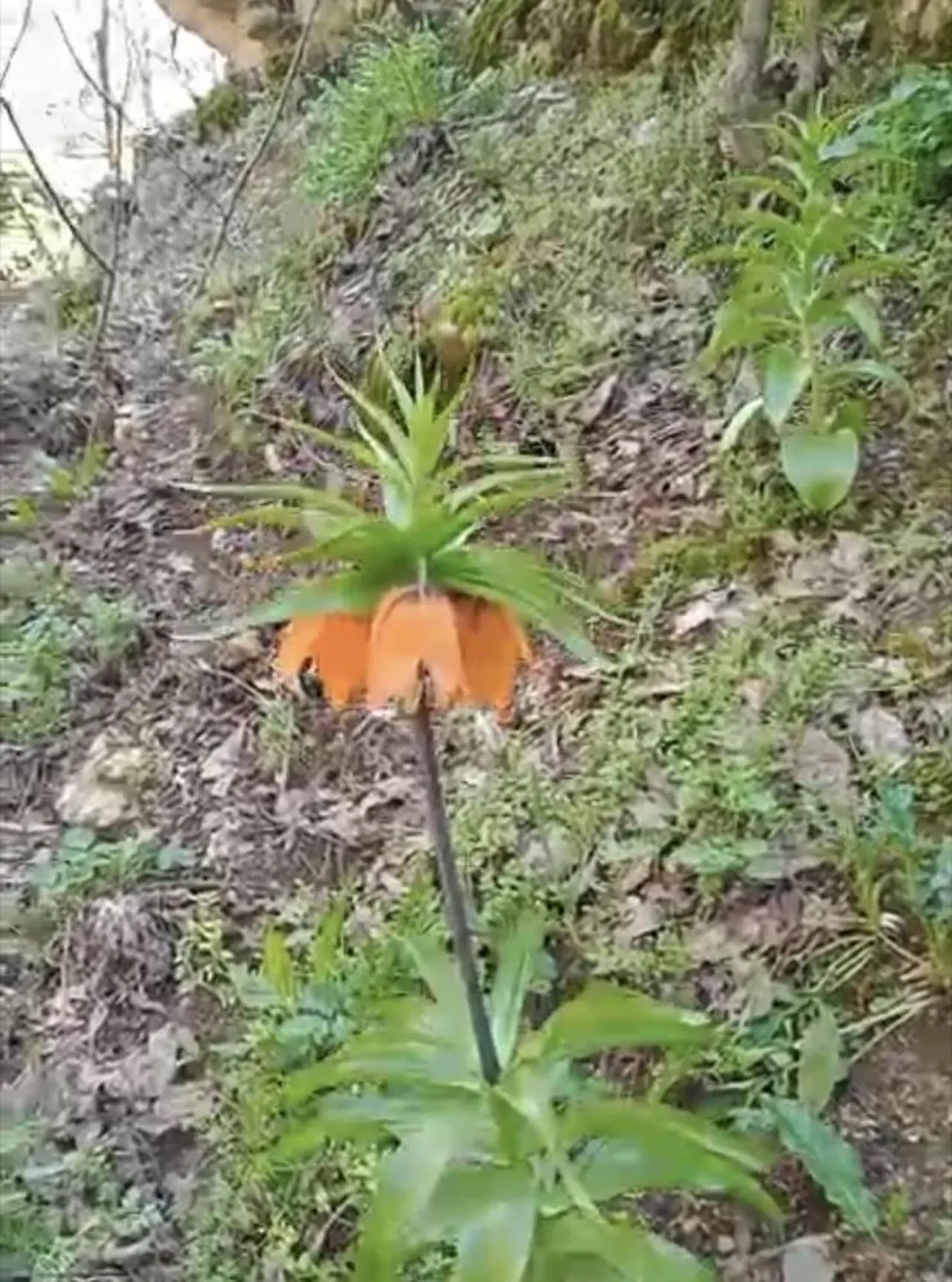 Görenleri mest eden çiçek koruma altında! Koparmanın cezası ikinci el araba fiyatını geçiyor