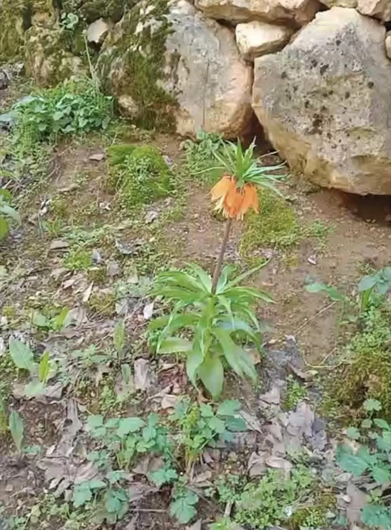 Görenleri mest eden çiçek koruma altında! Koparmanın cezası ikinci el araba fiyatını geçiyor
