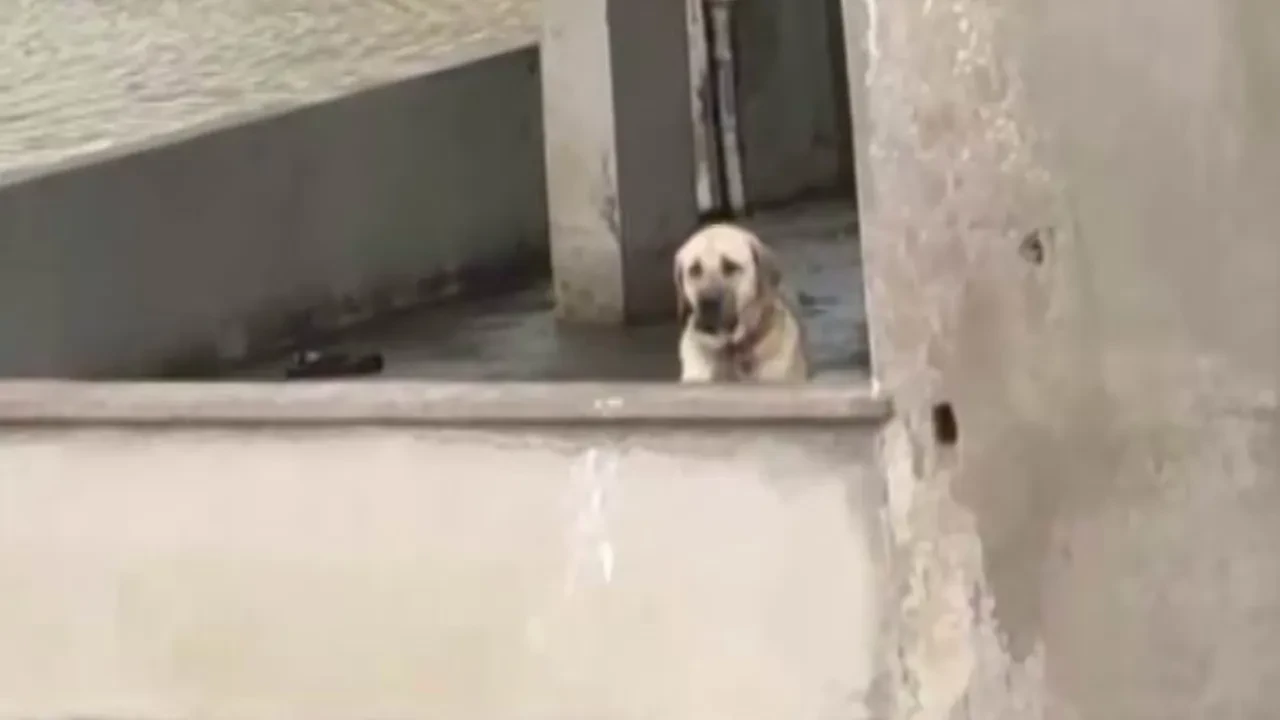 Köpek kurtarma operasyonu kamerada: Sel suları yükselince evde mahsur kalmıştı