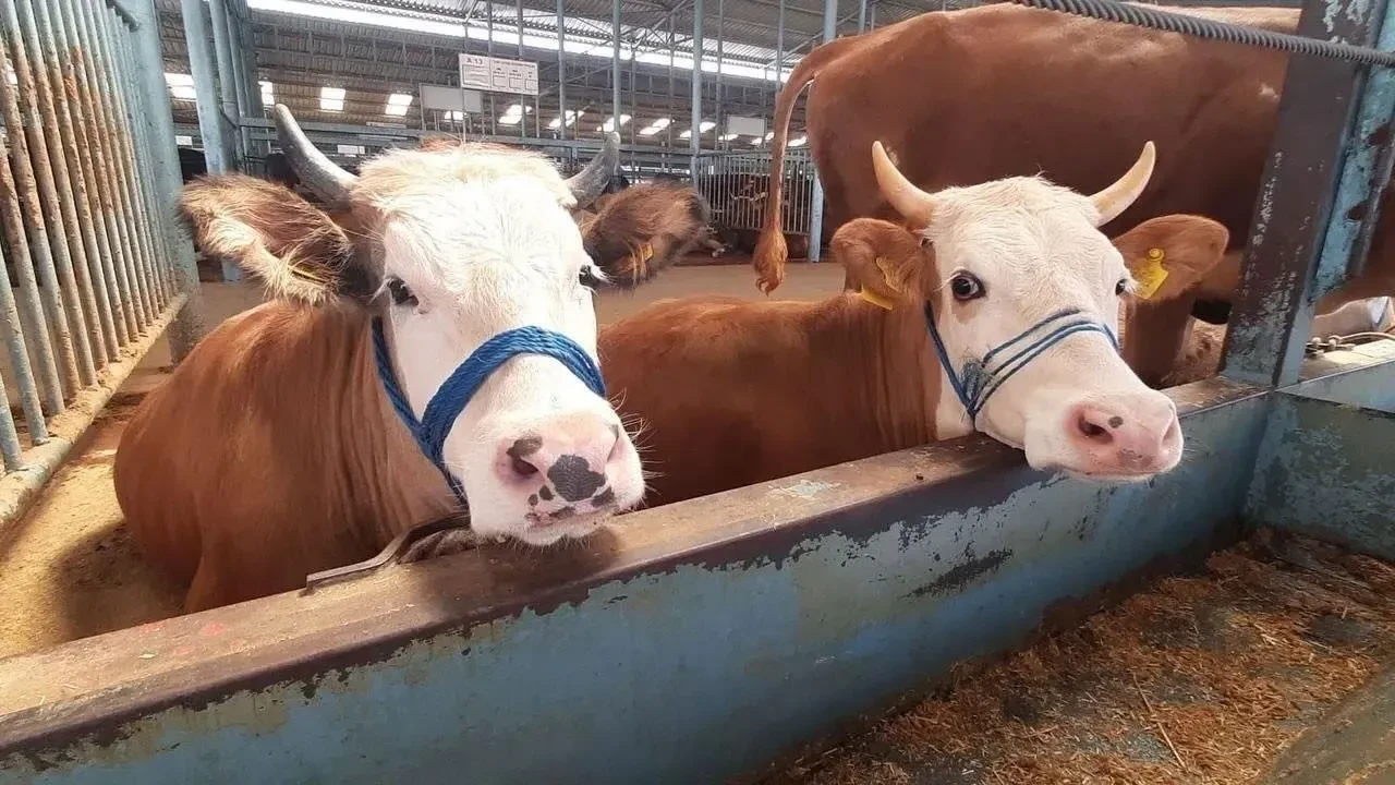 Kütahya’da şap alarmı: 15 köy karantinaya alındı, hayvanların meraya çıkması yasaklandı