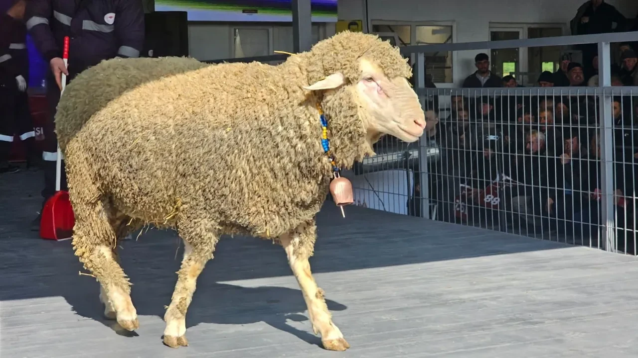 Sıfır otomobil fiyatına damızlık koç! Geleneksel Damızlık Koç Satışı Töreni'nde rekor kırıldı
