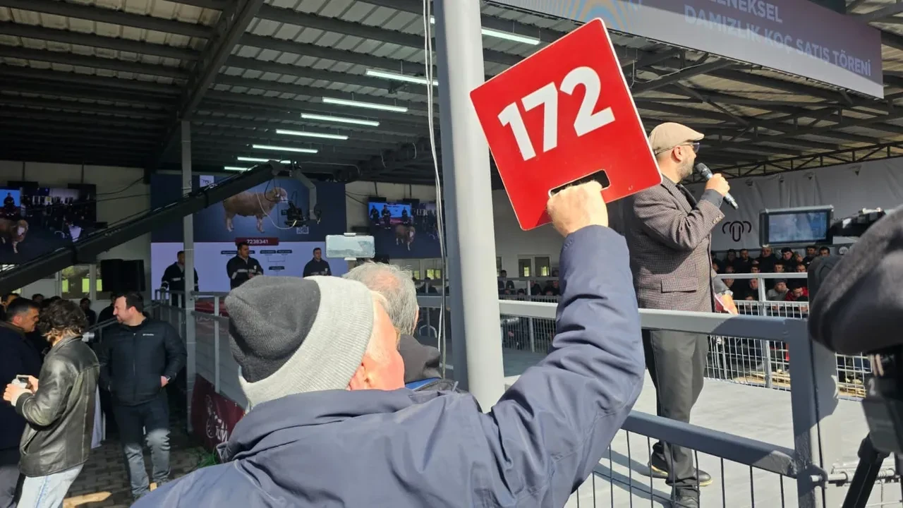 Sıfır otomobil fiyatına damızlık koç! Geleneksel Damızlık Koç Satışı Töreni'nde rekor kırıldı