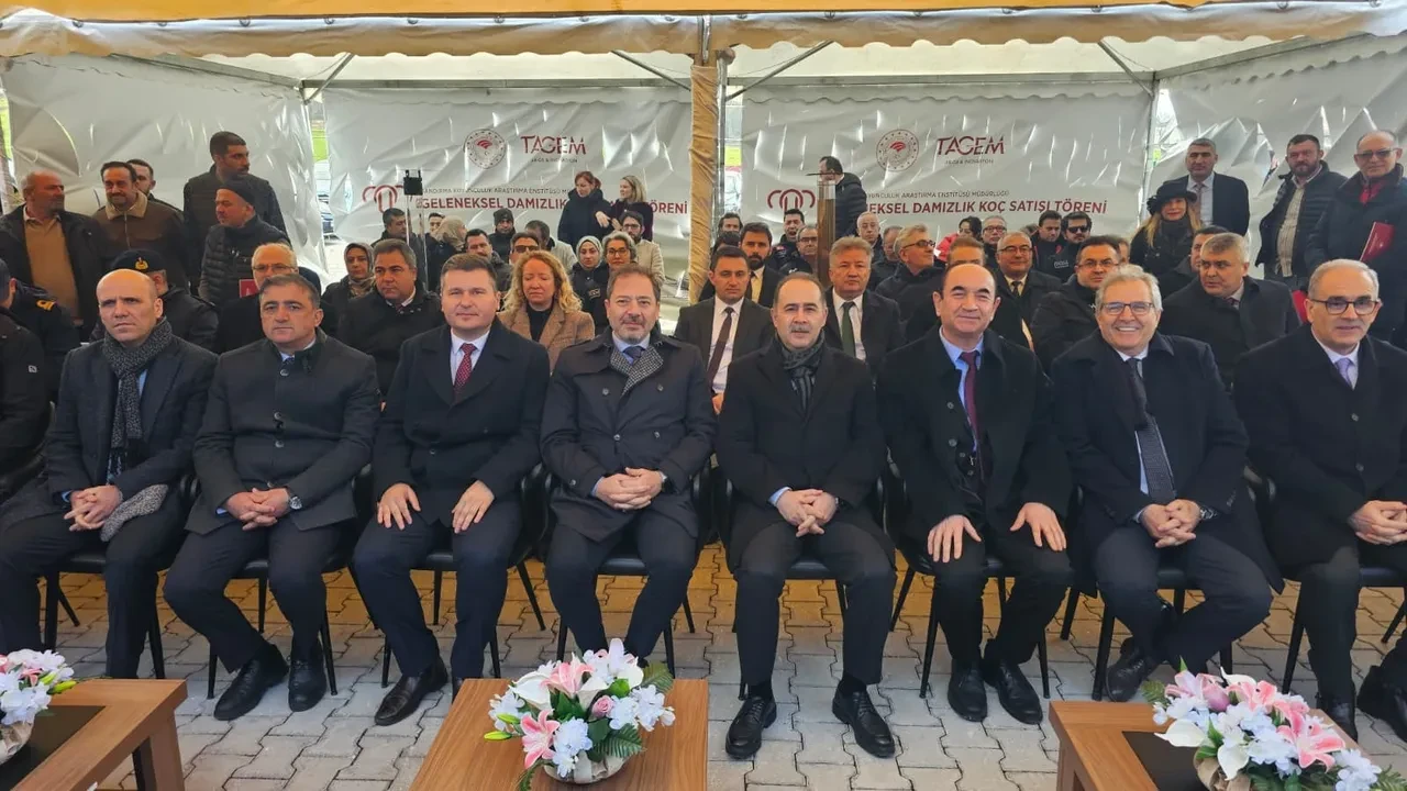 Sıfır otomobil fiyatına damızlık koç! Geleneksel Damızlık Koç Satışı Töreni'nde rekor kırıldı