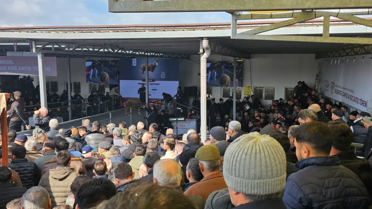Sıfır otomobil fiyatına damızlık koç! Geleneksel Damızlık Koç Satışı Töreni'nde rekor kırıldı