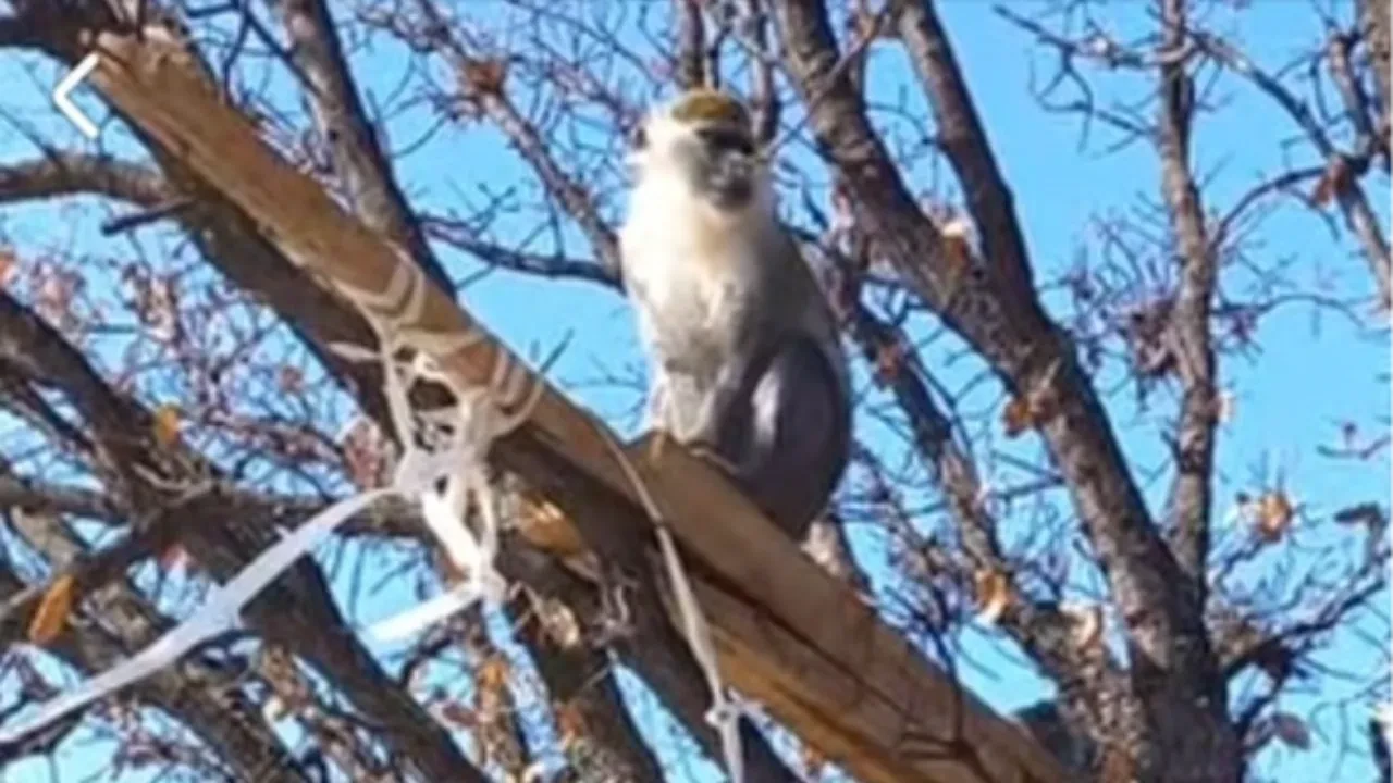 Denizli’de şaşırtan olay: Arazi sahibi ağaçta gördüğüne inanamadı