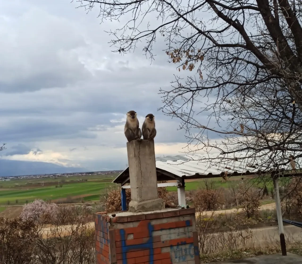 Denizli’de şaşırtan olay: Arazi sahibi ağaçta gördüğüne inanamadı