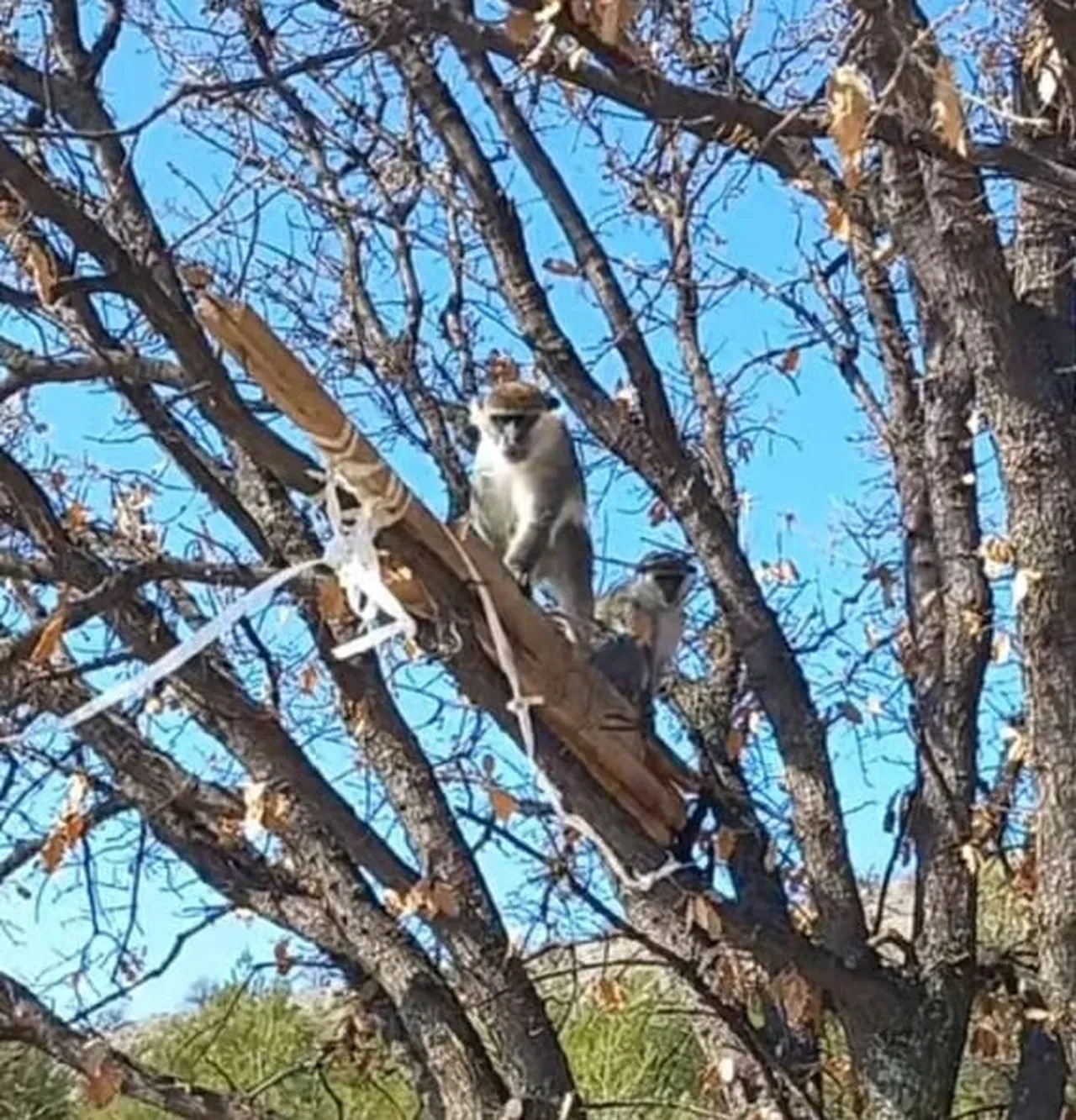 Denizli’de şaşırtan olay: Arazi sahibi ağaçta gördüğüne inanamadı
