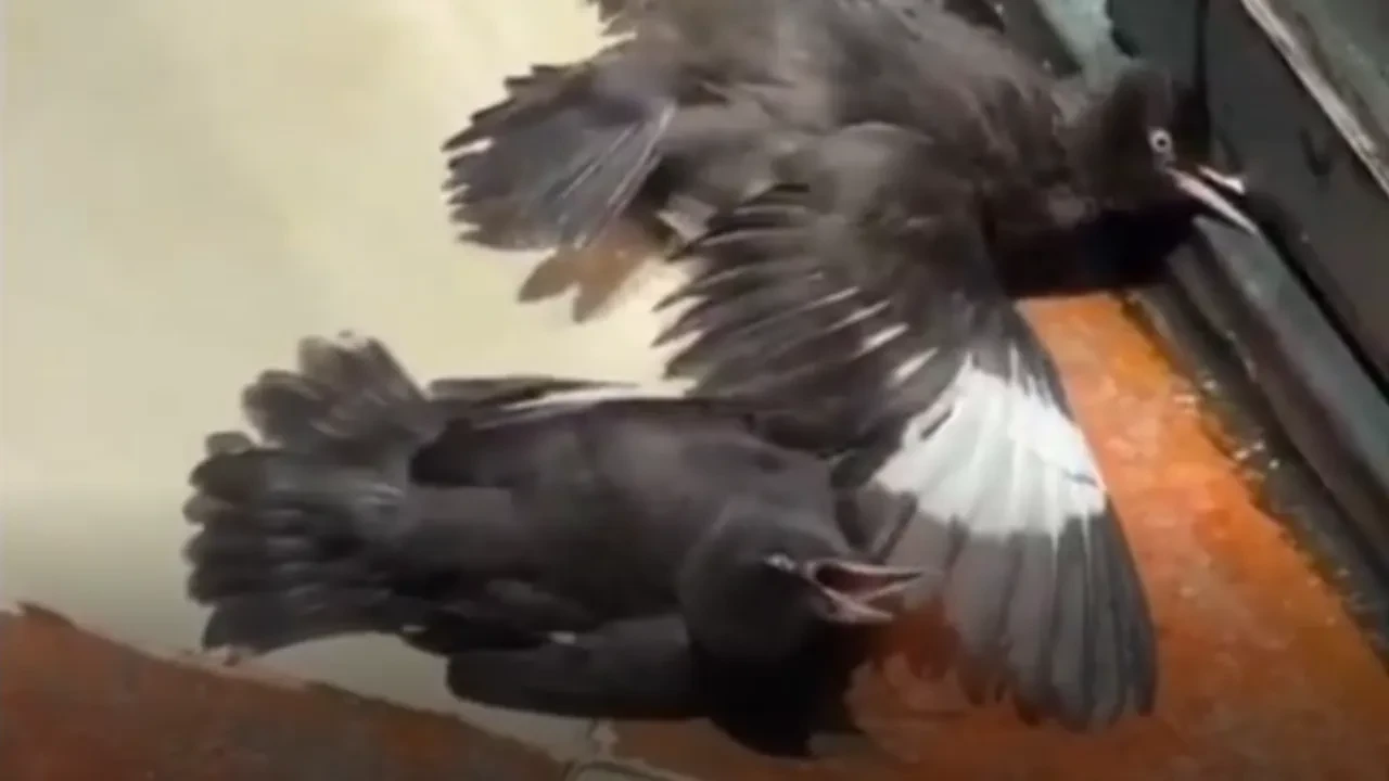 Kargaların zeki numarası: Yemek ve su için baygın numarası gülümsetti