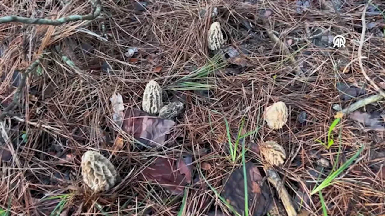 Köylüler ormanın her köşesinde arıyor! Kilosu 3 bin liraya dayandı: Lüks gıdaya talep yağıyor 