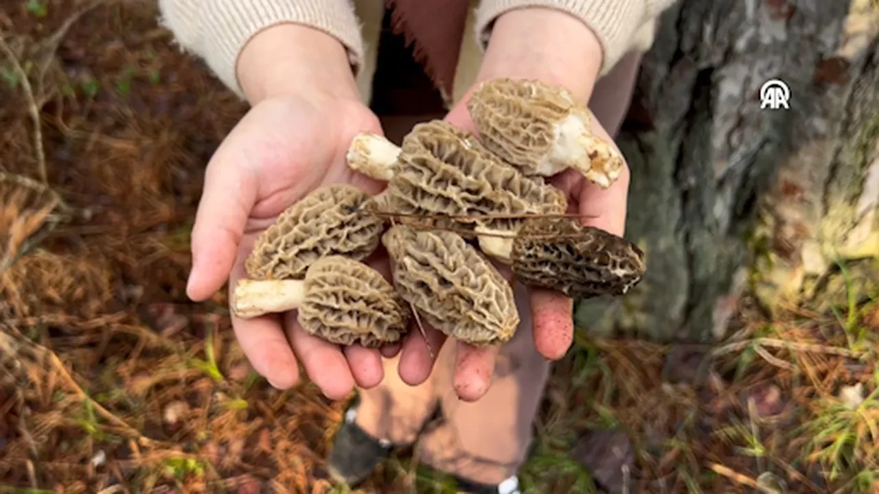 Köylüler ormanın her köşesinde arıyor! Kilosu 3 bin liraya dayandı: Lüks gıdaya talep yağıyor 