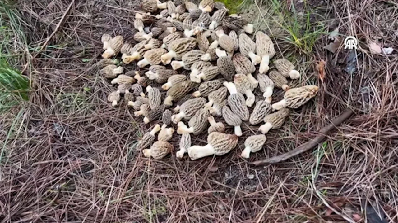 Köylüler ormanın her köşesinde arıyor! Kilosu 3 bin liraya dayandı: Lüks gıdaya talep yağıyor 