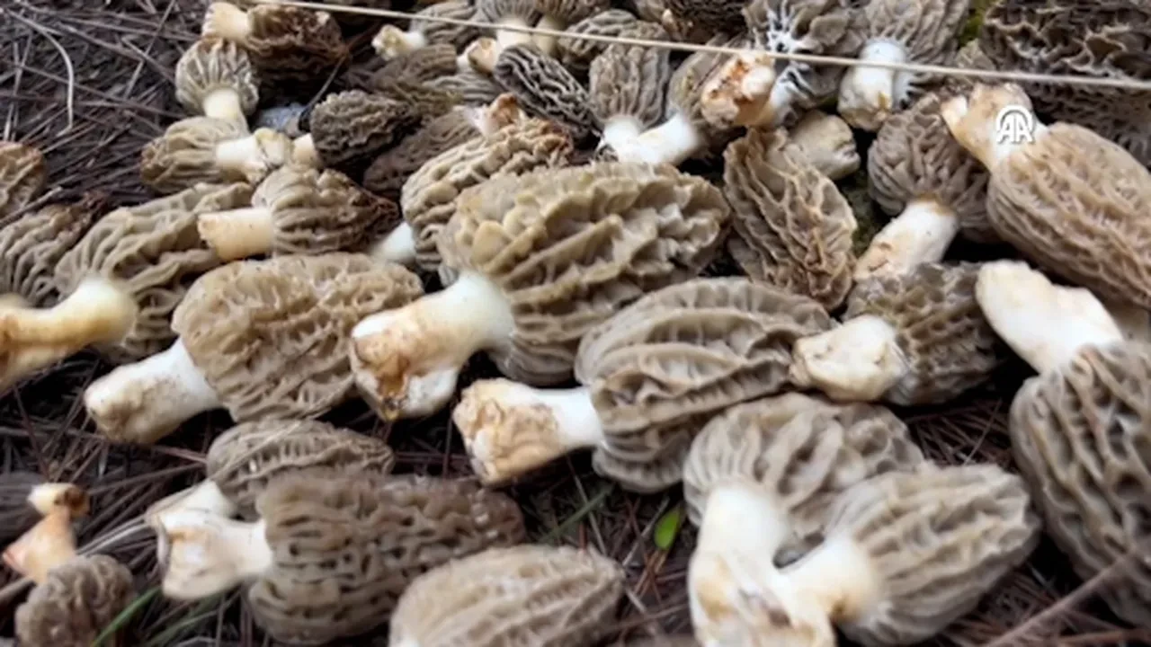 Köylüler ormanın her köşesinde arıyor! Kilosu 3 bin liraya dayandı: Lüks gıdaya talep yağıyor 