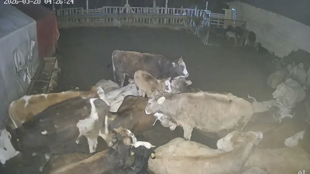 Büyükbaş hayvanları kurt saldırısından kurtaran tepki: Keçiler telef oldu, onlar kurtuldu