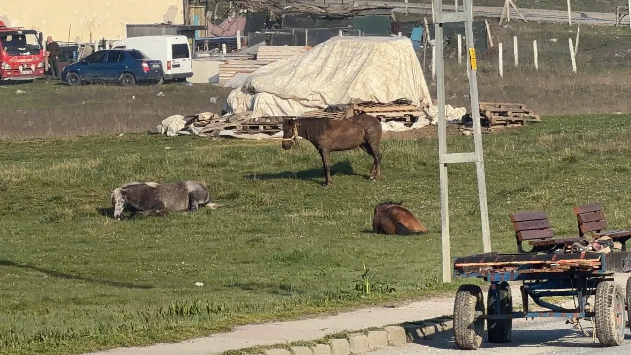 İstanbul’da inanılması güç kaza: At çarpan araç ağır hasar aldı