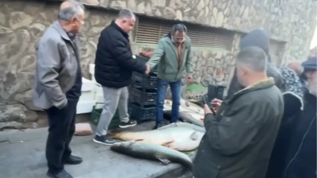 Kurban değil balık pazarlığı: Dev turna balığı için kıyasıya rekabet