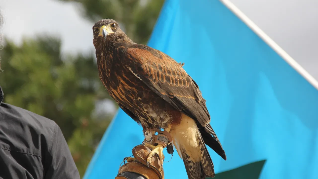 Sivas’ta dikkat çeken Nevruz kutlaması: Şahin havada uçtu, kurtlar alanda gezdi