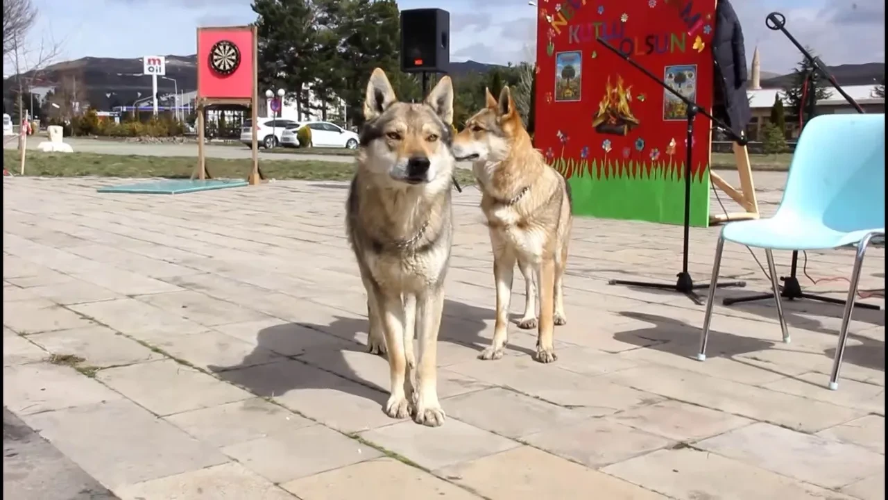 Sivas’ta dikkat çeken Nevruz kutlaması: Şahin havada uçtu, kurtlar alanda gezdi