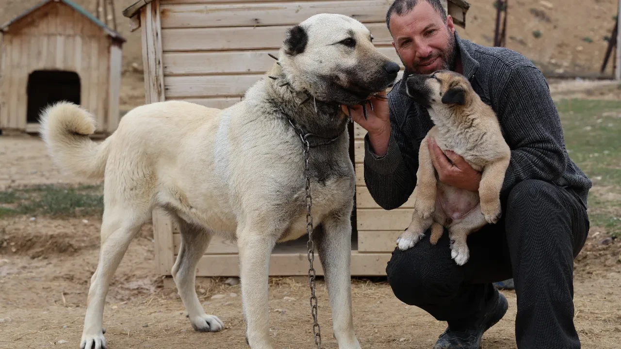 Yılın ilk Sivas Kangalları dünyaya geldi: Anadolu aslanlarının karakter özellikleri şimdiden dikkat çekti