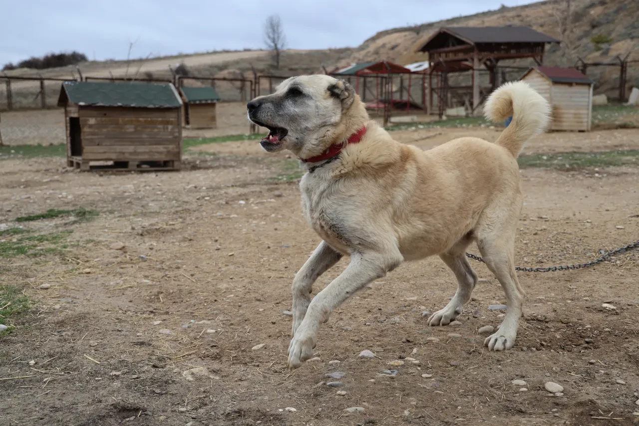 Yılın ilk Sivas Kangalları dünyaya geldi: Anadolu aslanlarının karakter özellikleri şimdiden dikkat çekti