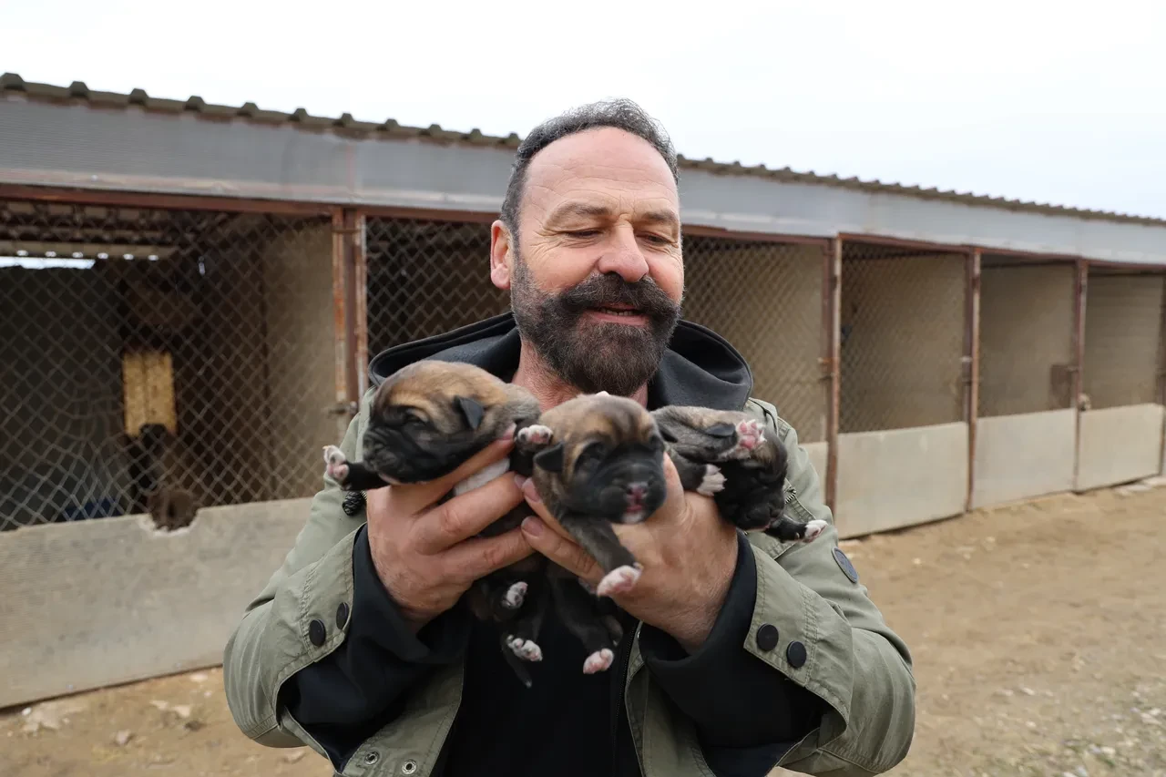 Yılın ilk Sivas Kangalları dünyaya geldi: Anadolu aslanlarının karakter özellikleri şimdiden dikkat çekti