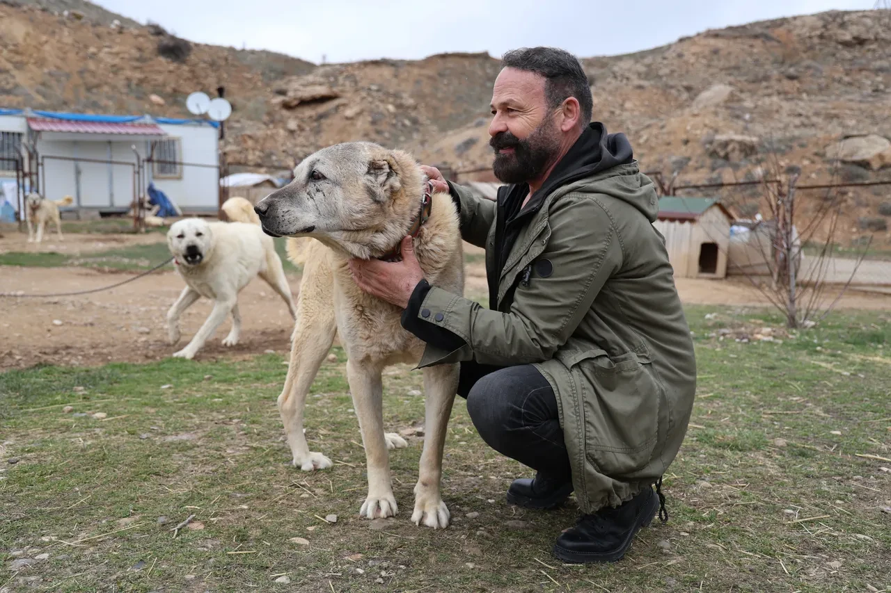 Yılın ilk Sivas Kangalları dünyaya geldi: Anadolu aslanlarının karakter özellikleri şimdiden dikkat çekti