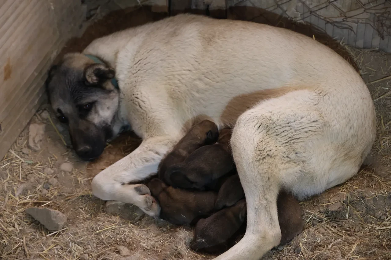 Yılın ilk Sivas Kangalları dünyaya geldi: Anadolu aslanlarının karakter özellikleri şimdiden dikkat çekti