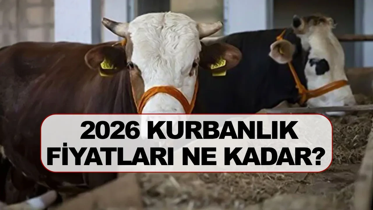 2026 kurbanlık fiyatları ne kadar? Büyükbaş ve küçükbaş hayvan kurban fiyatı