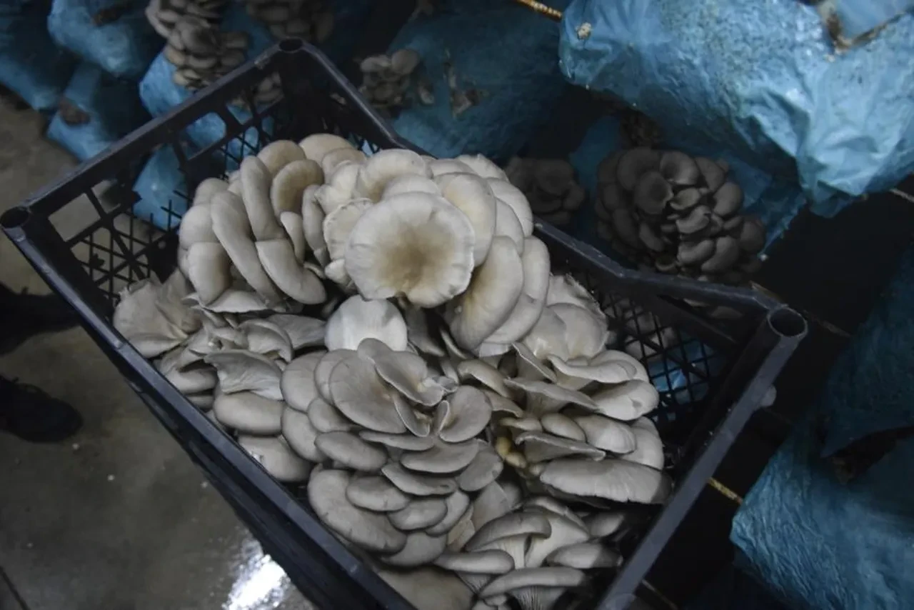 Avukattı hobi olarak başladı! Günde 1 tona yakın ürün elde ediyor