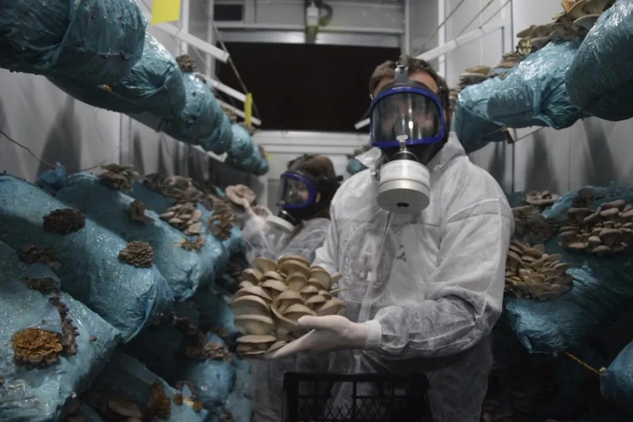 Avukattı hobi olarak başladı! Günde 1 tona yakın ürün elde ediyor