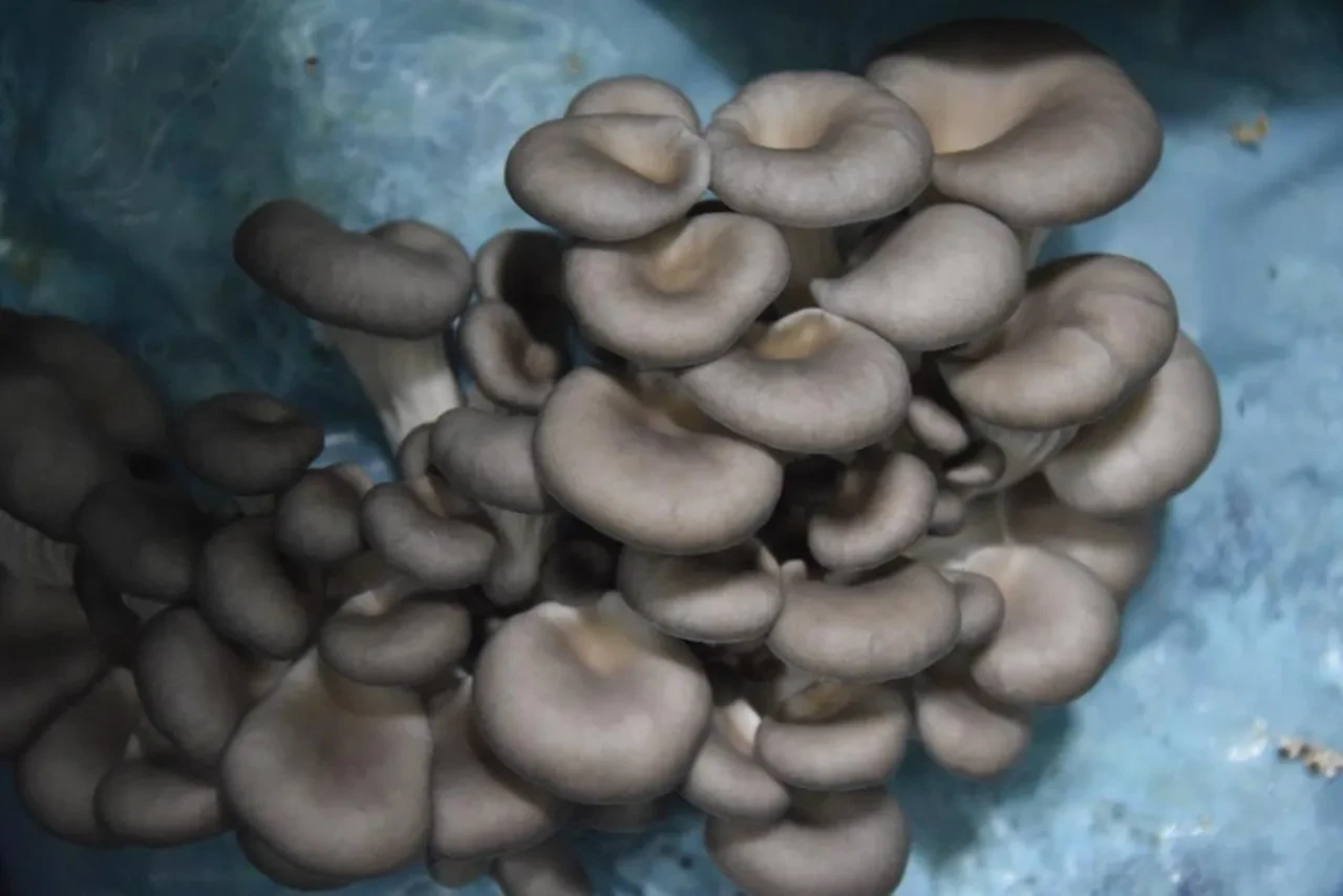 Avukattı hobi olarak başladı! Günde 1 tona yakın ürün elde ediyor