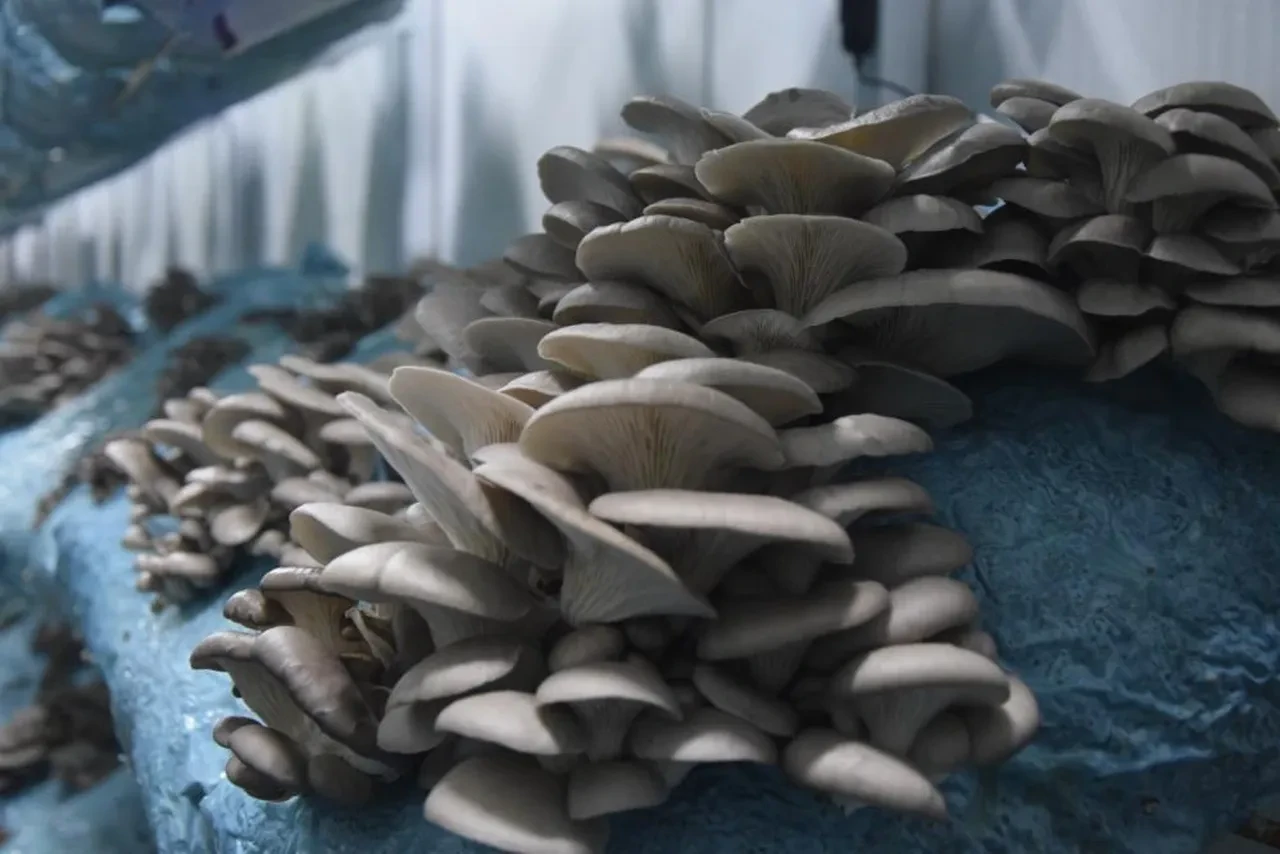 Avukattı hobi olarak başladı! Günde 1 tona yakın ürün elde ediyor